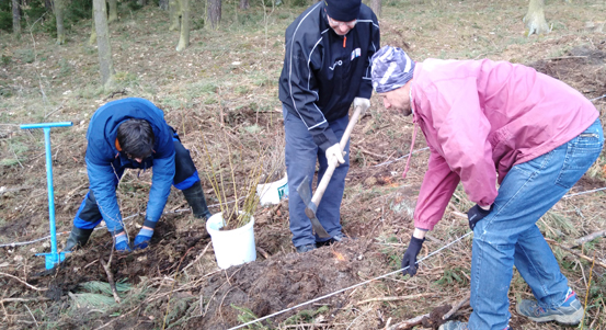 Plzeňané si mohou vysadit svůj stromek. Zapojí se tak do obnovy lesa