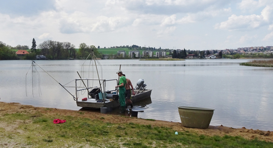 Regulace ryb ve Velkém boleveckém rybníce a „Kameňáku“ ovlivňuje kvalitu vody