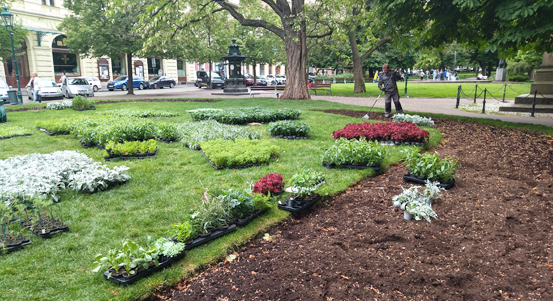 V sadovém okruhu města Plzně začíná sezona letniček. Zahradníci jich vysadí přes sedm tisíc