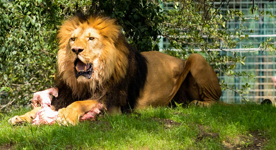Lvi berberští v plzeňské zoo mají nový moderní výběh