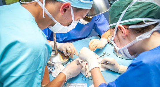 Studenti medicíny získávají v mezinárodní letní škole v Plzni chirurgické dovednosti při operování prasat domácích