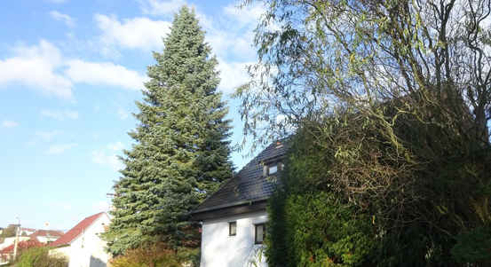 Na náměstí Republiky v Plzni bude vánoční jedle z Třemošné