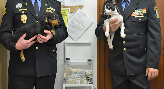 Dárci pro zvířata v plzeňském útulku vybrali rekordní částku, sbírka dál pokračuje