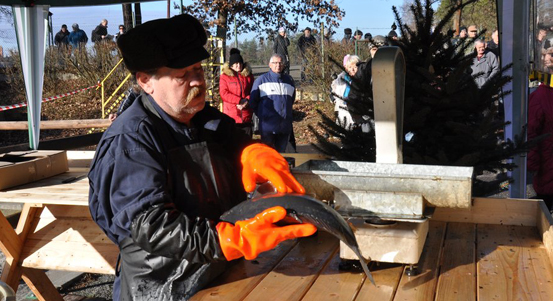 Kapři z Třemošenského rybníka a stromečky z městských lesů budou před Vánoci v prodeji na sádkách u rybníka Košináře