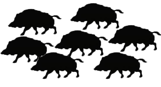 Plzeň řeší problémy s divokými prasaty. Vznikají kvůli černým skládkám a neobhospodařovaným pozemkům