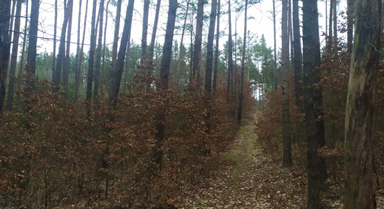 Plzeňské městské lesy se potýkají s kůrovcovou kalamitou