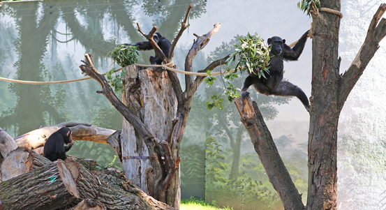 Šimpanzi mají v plzeňské zoo modernizovaný výběh