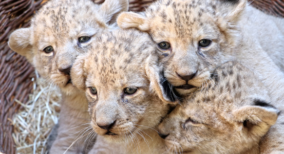 Lvíčata už prozkoumávají vnitřní expozici. Za dva týdny by je mohli poprvé vidět návštěvníci zoo