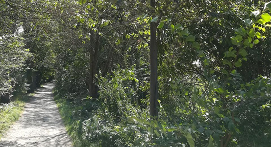 Začínají práce v Kilometrovce. Cílem je známou alej zachránit