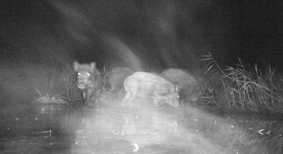 Město Plzeň řeší problémy s divočáky. Ke spolupráci vyzývá i vlastníky soukromých pozemků
