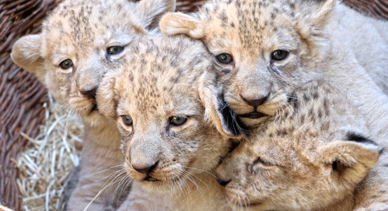 Plzeňská lvíčata jsou pokřtěná