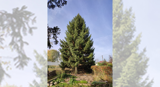 Letošní vánoční strom pro Plzeň vyrostl v Dýšině