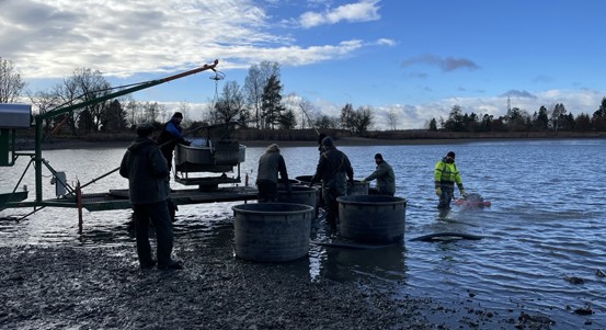 Začne prodej vánočních stromků z městských lesů, naváže na něj prodej ryb na štědrovečerní stůl