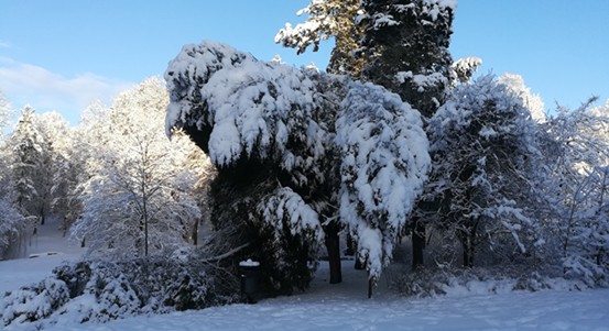 Pozor na sněhem přetížené stromy. Ve městě platí výstraha