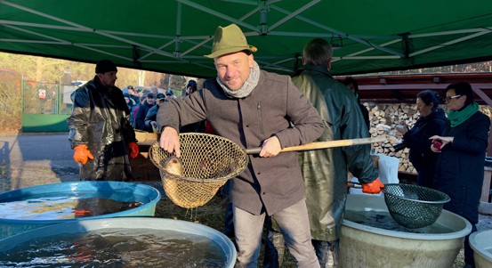 U Košináře začal prodej ryb na štědrovečerní stůl