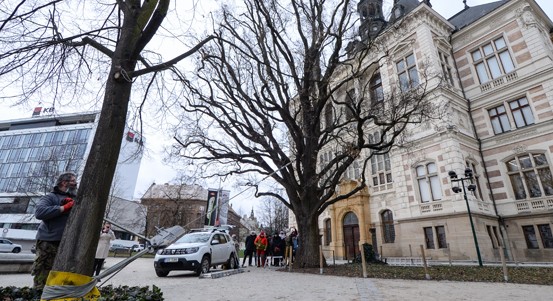 Cenný dub u muzea zatím není nutné kácet
