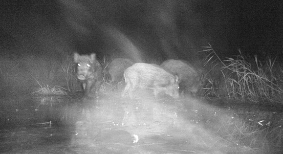 Plzeň podpoří dotací odstřel divočáků
