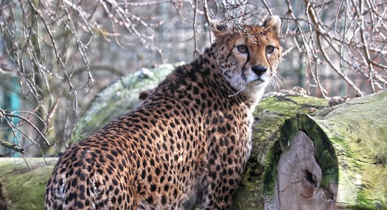 Plzeňská zoo se pochlubila dvěma novými gepardicemi. Přijely z Francie