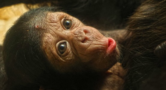 Šimpanzí miminko už je k vidění v plzeňské zoo