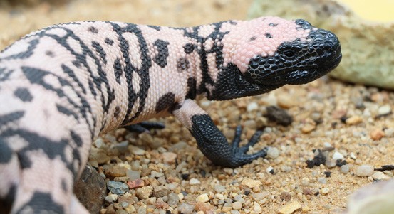 V plzeňské zoo se vylíhla mláďata vzácných korovců