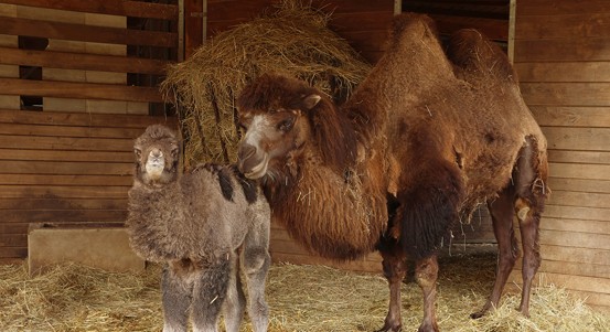V zoo se narodila samička velblouda dvouhrbého