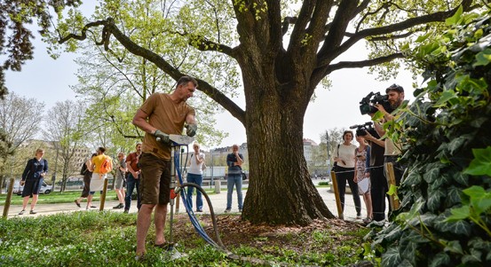Po dubu u muzea ošetří injektáž další stromy v Plzni