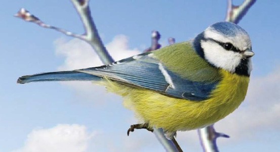 V Arboretu Sofronka lze v neděli přivítat ptačí zpěv