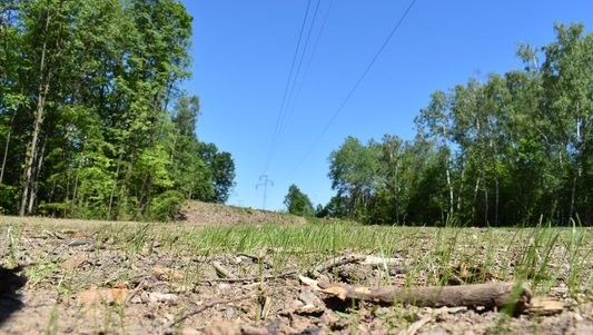 Pod elektrickým vedením v Borském parku už je založena nová louka