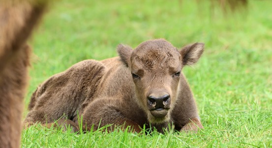 Zoo slaví. Narodil se tam zubr i takin