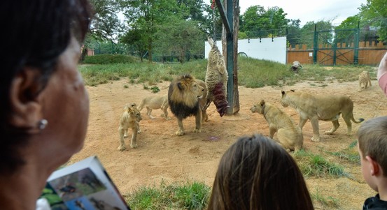 Lvice Tamika oslavila desáté narozeniny. Její kmotrou se stala radní Eliška Bartáková