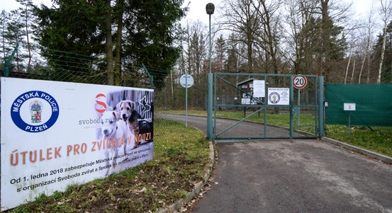 Plzeň podpoří majitele koček z útulků. Přispěje jim na kastrace