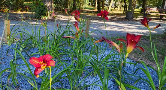 Borský park zdobí nové záhony s trvalkami