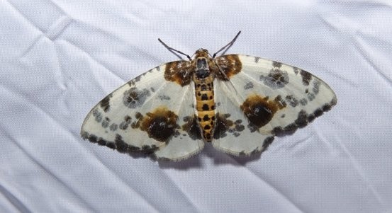 Přijďte si prohlédnout noční motýly na Sofronku. Uvidíte, jak reagují na noční svícení