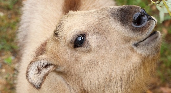 Dobrý den, jmenuji se Born a jsem takin čínský