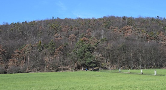 Plzeň převzala les na Chlumu, lesníci začínají s pracemi v lese