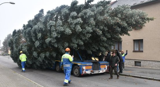 Náměstí Republiky v Plzni letos ozdobí vánoční smrk z Doubravky