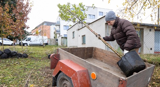 Ovocné stromy patří do města. Plzeň přispěje k jejich výsadbě