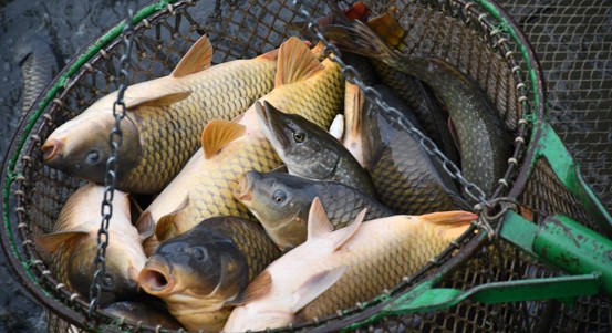 Město zahájí opět prodej stromků a kaprů na vánoční stůl