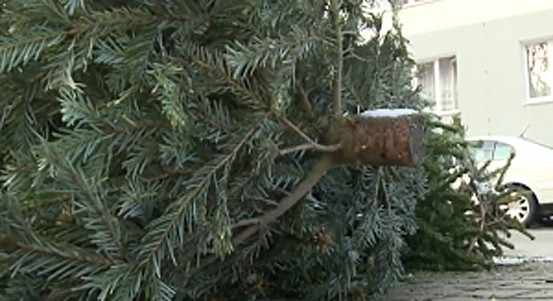 V Plzni začalo odstraňování vánočních stromků
