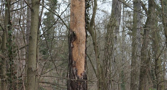 Odborníci prořežou dřeviny v parku na Homolce. Město žádá návštěvníky o obezřetnost