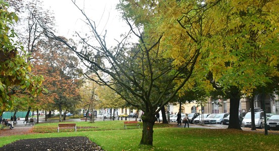 Dva staré a již nebezpečné stromy ve Smetanových sadech nahradí nové dřeviny