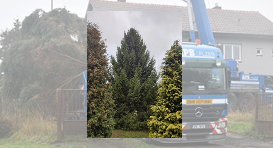 Náměstí Republiky v Plzni letos ozdobí vánoční smrk ze Stoda