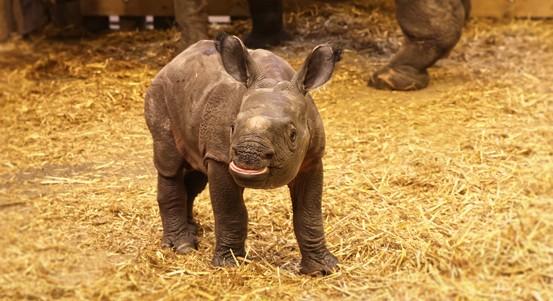 V Plzni se narodil nosorožec