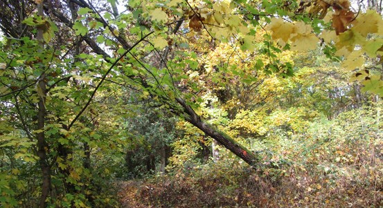 Odborníci budou odstraňovat suché a poškozené dřeviny v městských parcích. Plzeň žádá návštěvníky o obezřetnost