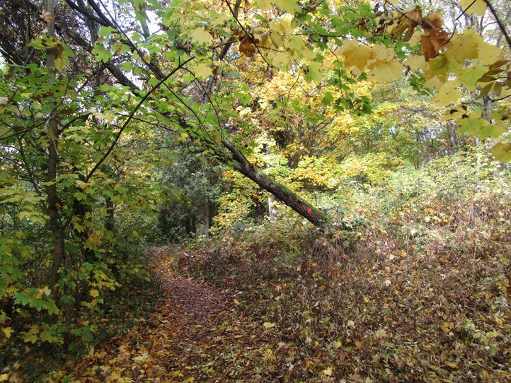 260121_Homolka_stromy_2