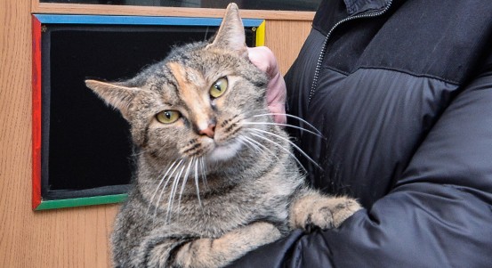 Plzeň podpoří kastrace opuštěných a toulavých koček také v roce 2026