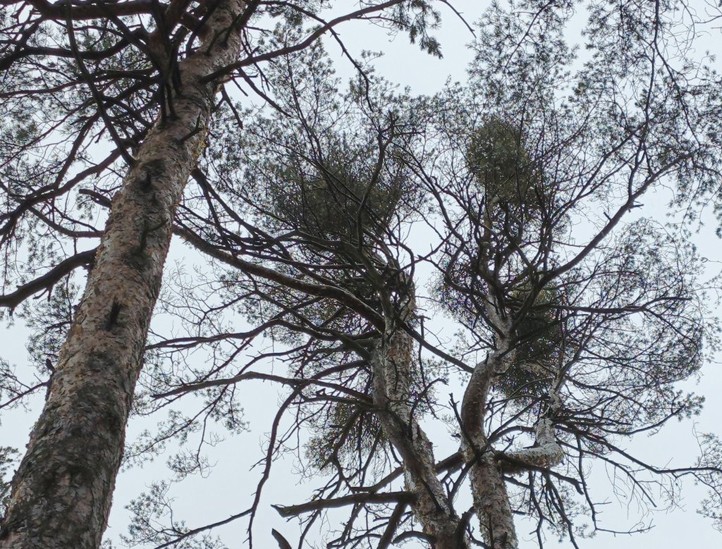 Zdroj fotografií: Správa veřejného statku města Plzně 260302_Kaceni_stromy_Bolevak_2