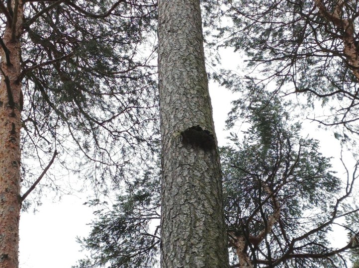 Zdroj fotografií: Správa veřejného statku města Plzně 260302_Kaceni_stromy_Bolevak_3