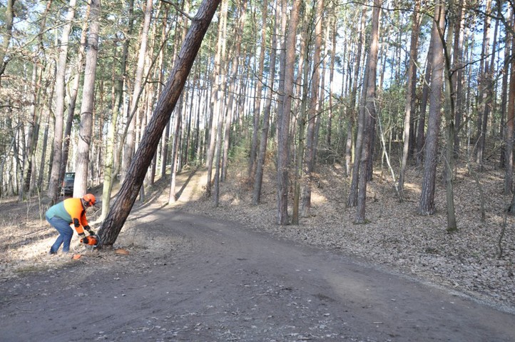 Zdroj fotografií: Správa veřejného statku města Plzně 260302_Kaceni_stromy_Bolevak_1