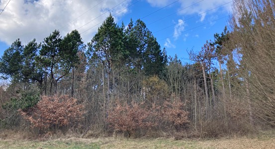 V Arboretu Sofronka začne 16. března prořez dřevin a kácení stromů